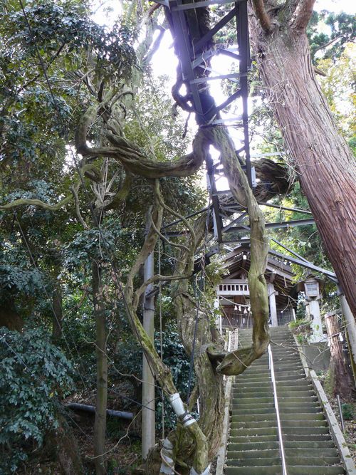 �c�q�Y���g�_��