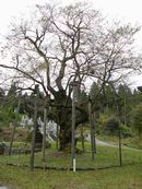 �@���������ɐ��������i�G�h�q�K���j