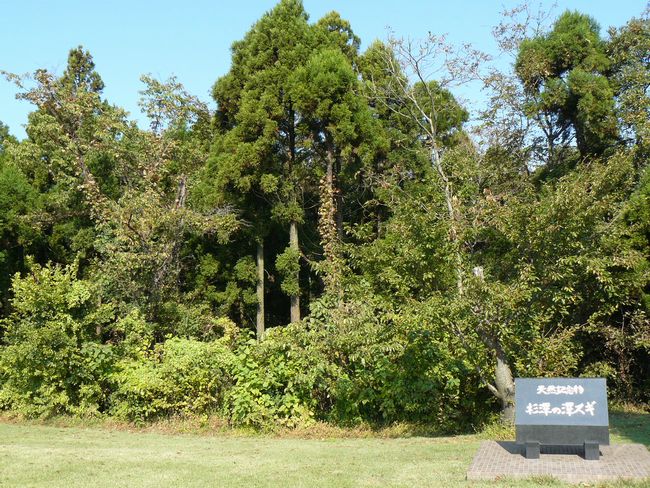 ����̑�X�M