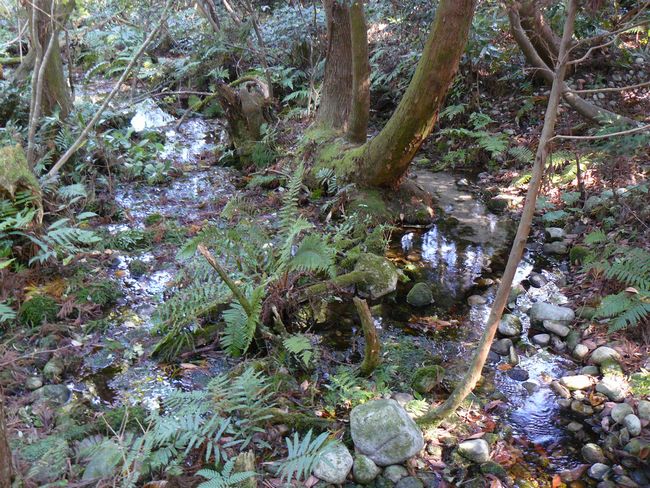 ����̑�X�M