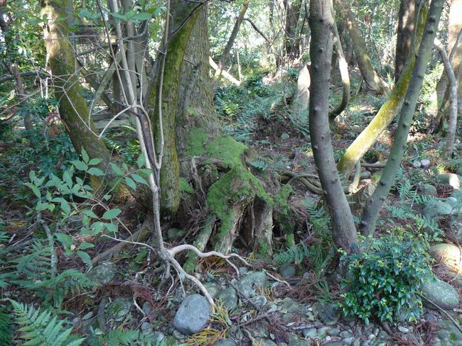 ����̑�X�M