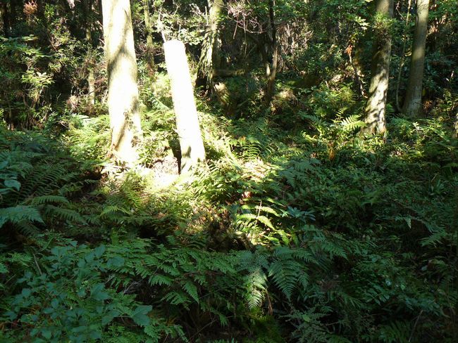 ����̑�X�M