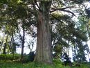 日吉社境内に生える立山杉の大木