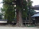 善徳寺境内に生える杉の大木