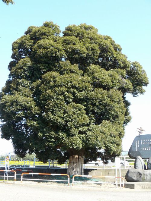 ���Ώ��_��